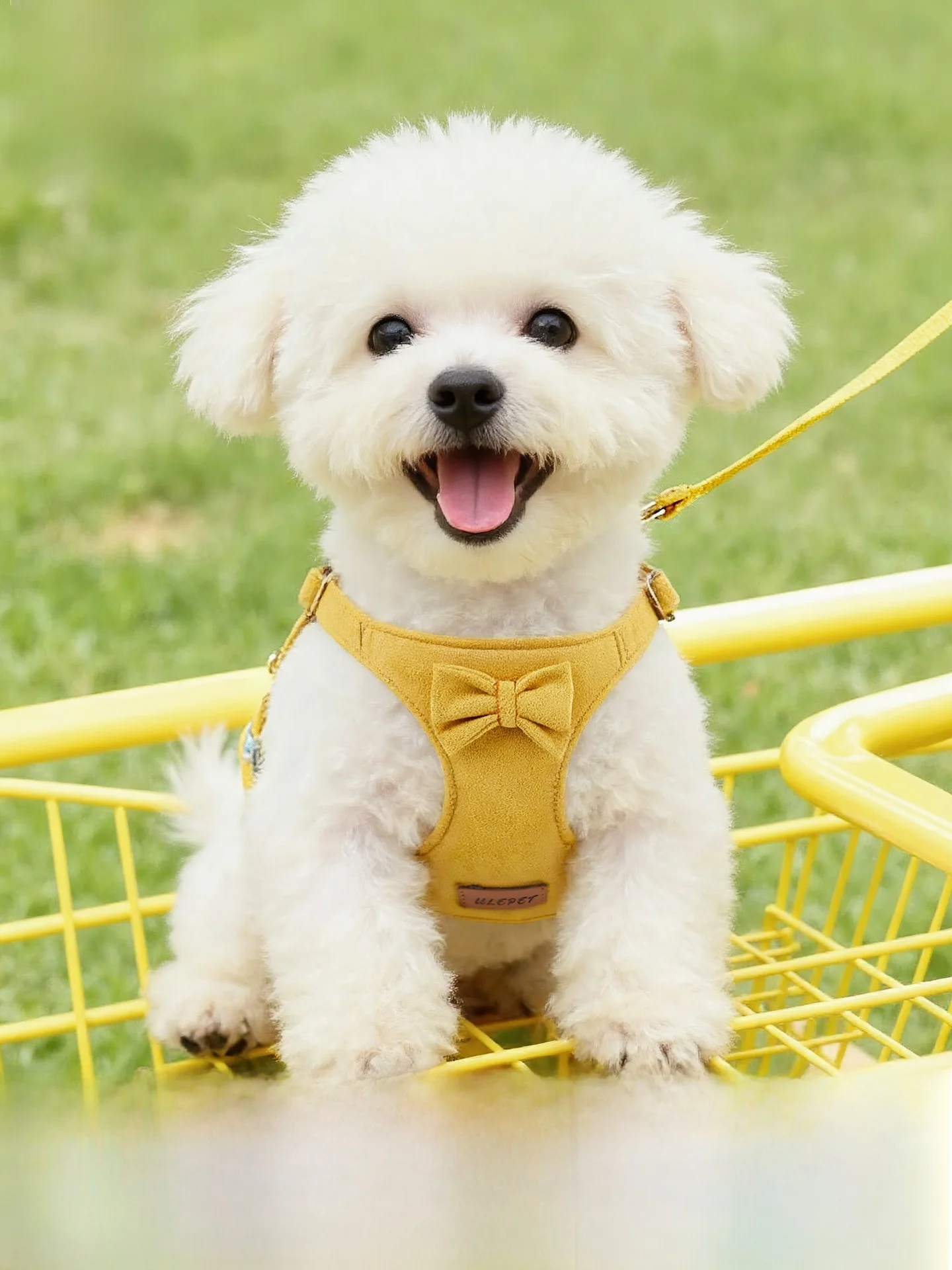 小型犬ハーネス かわいい ブランド比較：7o/柒哦のリードが小型犬に最適な理由
