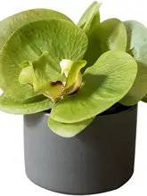 リアルな質感の小型 蝶蘭造花【デスクトップ・インテリア  装飾用】