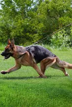 牛革製 犬用リード【大型犬・トレーニング用・耐久性あり】