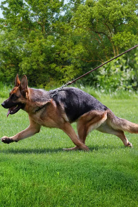 牛革製 犬用リード【大型犬・トレーニング用・耐久性あり】
