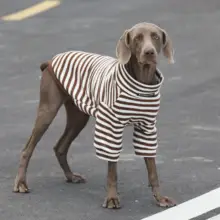 大型犬用ニットトレーナー【ツートン・ストライプ・秋冬用・ラブラドール対応】