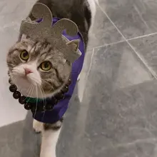 ペット コスプレ 犬 猫 沙悟浄 仮装 襟 マント 頭飾り 3点セット ハロウィン