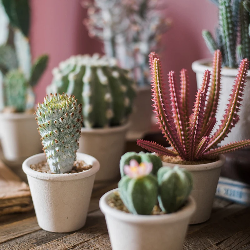 世話が苦手な人でも育てやすい観葉植物は、本当に存在するの？