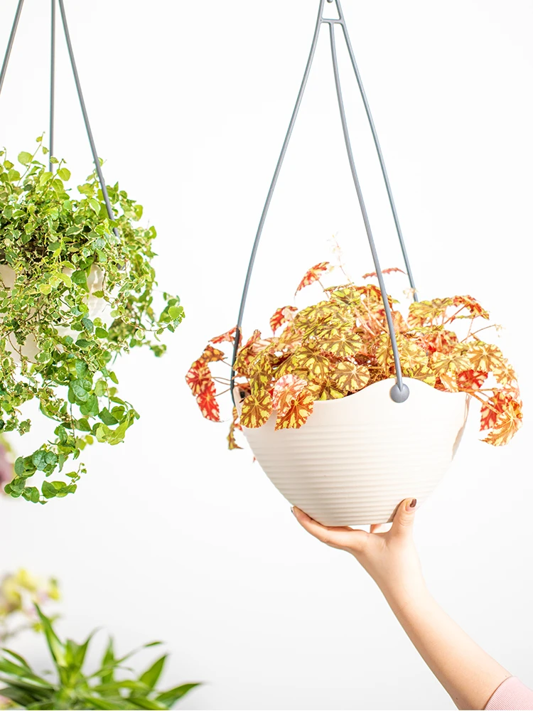 アイリスオーヤマ 吊り鉢用プランター：自吸水機能で観葉植物を壁に設置するシンプルな方法