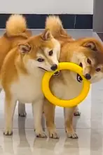 犬用トレーニングフリスビー【耐噛み性・遊び用ラリング・中大型犬・小型犬対応】
