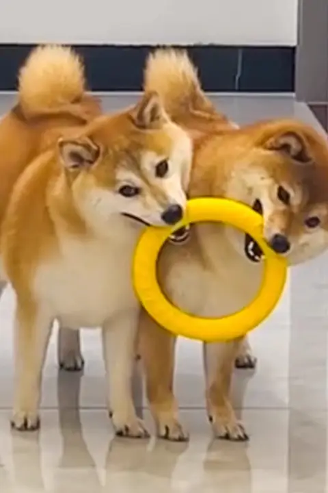 犬用トレーニングフリスビー【耐噛み性・遊び用ラリング・中大型犬・小型犬対応】
