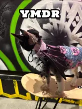 秋冬用デザイン猫服【ハロウィン・デビルの角と羽付き・無毛タイプ】