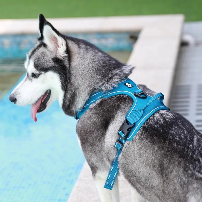 犬のお散歩グッズをコスパ良く揃える方法｜防爆ハーネスリードの実用性とサイズ選びの徹底解説