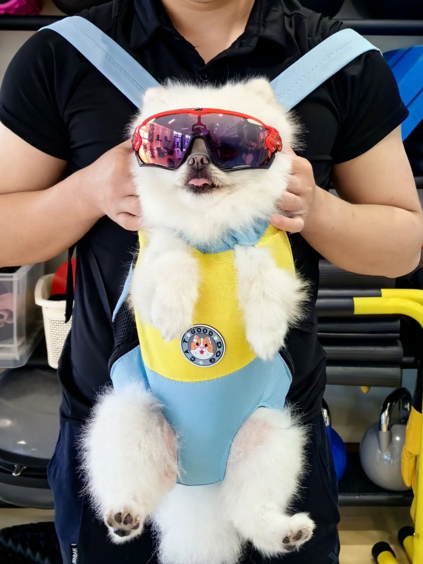 小型犬用リュック型ペットキャリー：背負い 式で西高地に最適なフィット感を実現