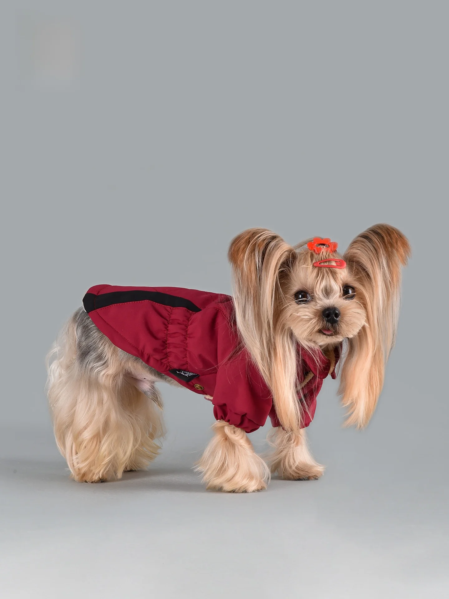 小型犬用冬用防寒ジャンパー：保温性とリードフック付きの実用性を徹底検証