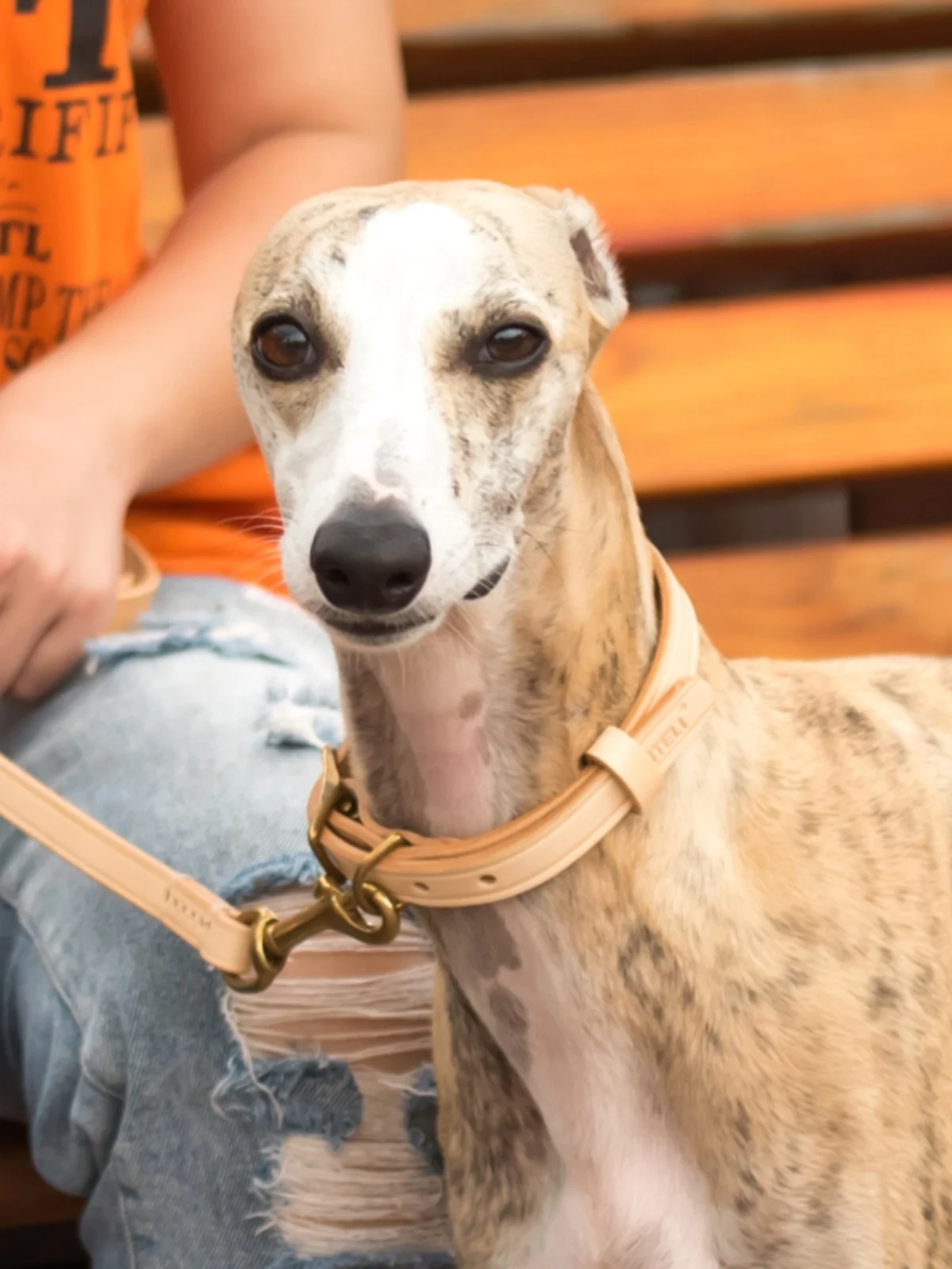 犬のお散歩グッズをコスパ良く揃える方法｜牛革製首輪の実用性と選び方の徹底解説