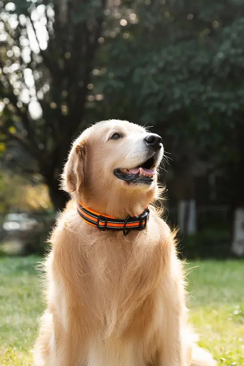 中大型犬用のペット用首輪【ゴールド＆柴犬・犬用アクセサリー】