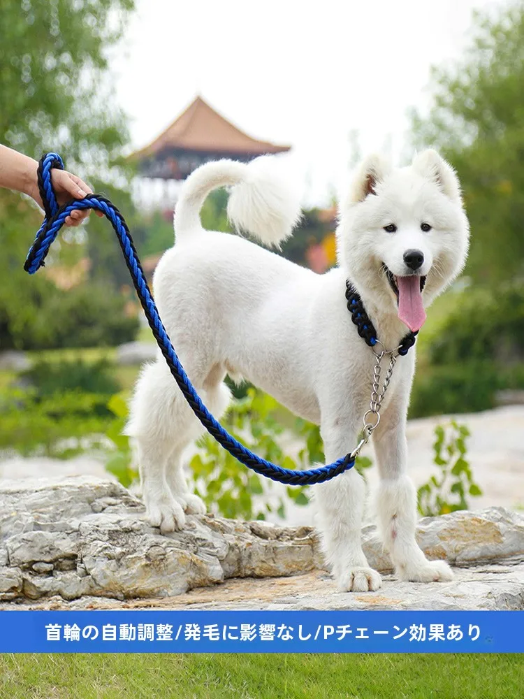 犬のお散歩グッズをコスパ良く揃える方法　成長に合わせて交換する3つのポイント