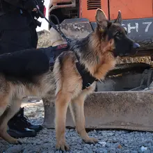 犬用タクティカルベスト【中型・大型犬用・胸部ハーネス・リード付き】