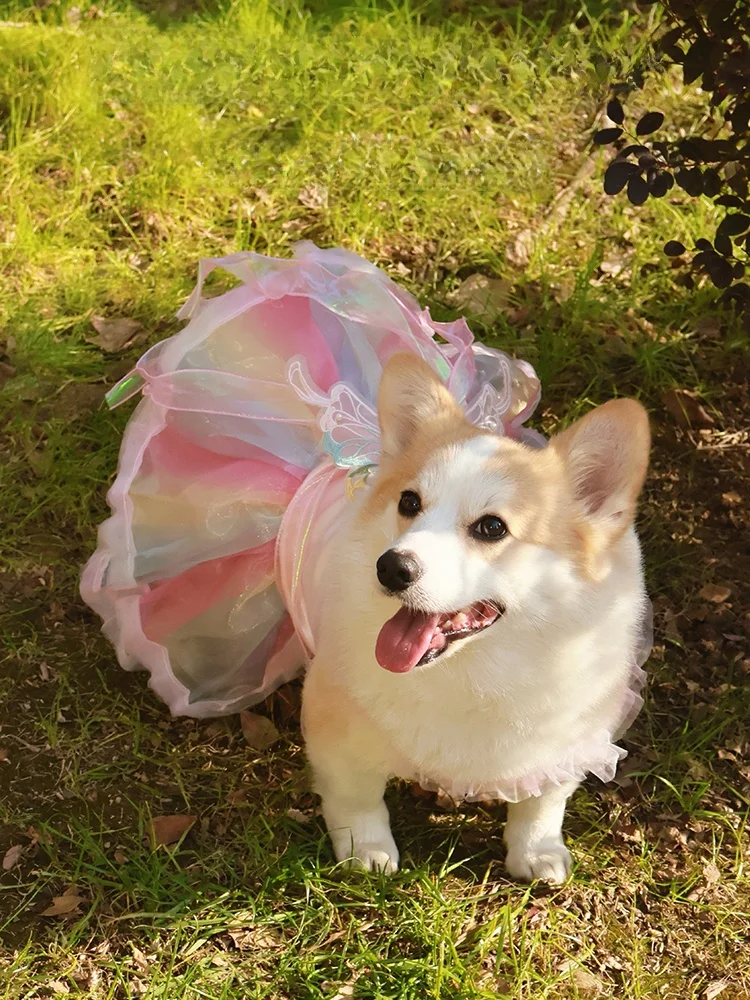 犬と一緒に夏を楽しむには、どんなドレスがおすすめ？