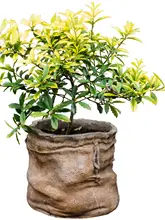 鉢 花かご 花器 多肉植物 用途 水泥 麻布 レトロ 陶器 北欧