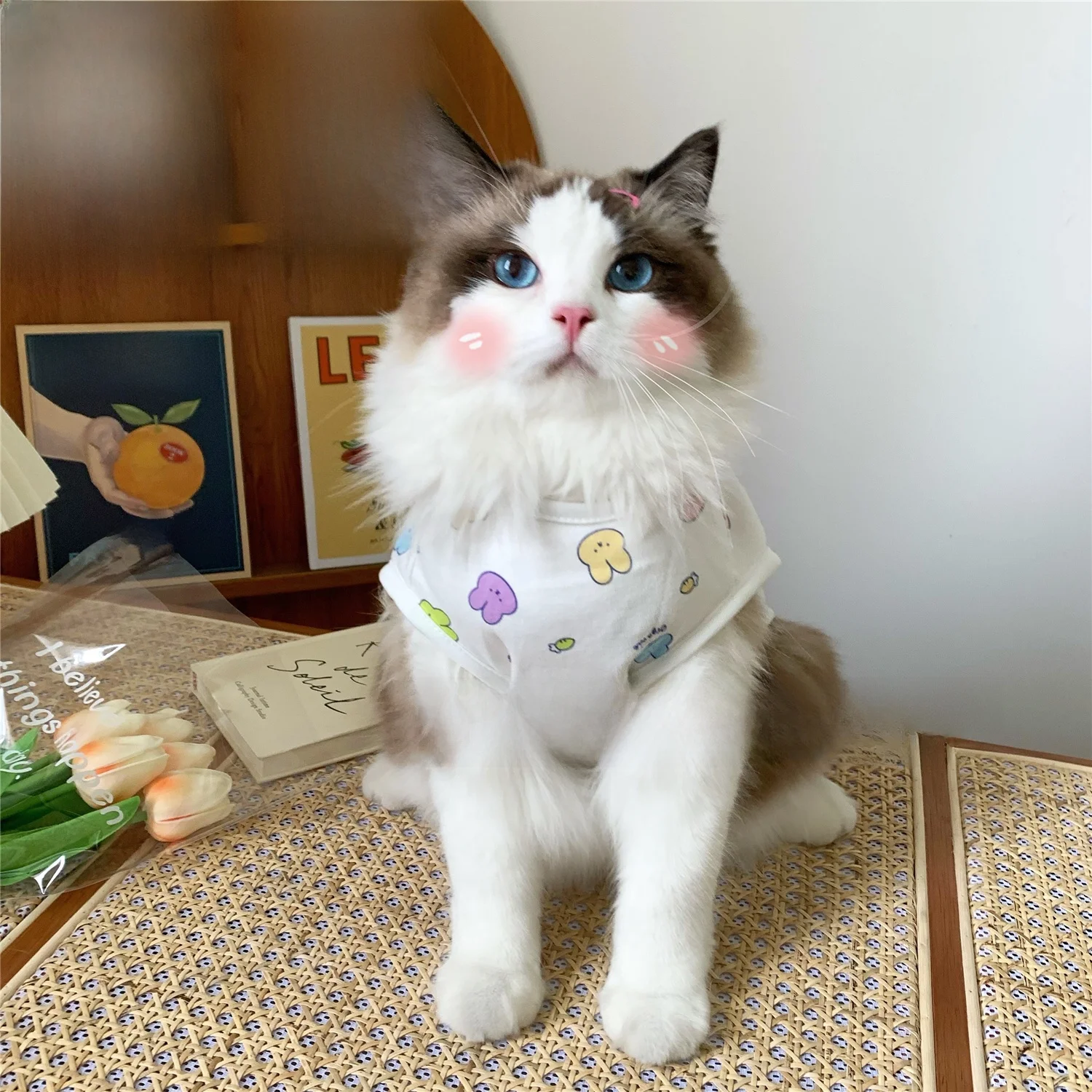 夏用犬猫服：休闲风格设计应对高温环境的实用解决方案