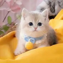 可愛い猫用エプロン【手編み・撮影用・装飾首輪】