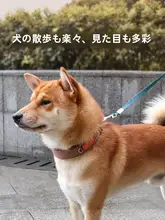 中型犬用ペット首輪【名入れ対応・コーギー・テディ用】
