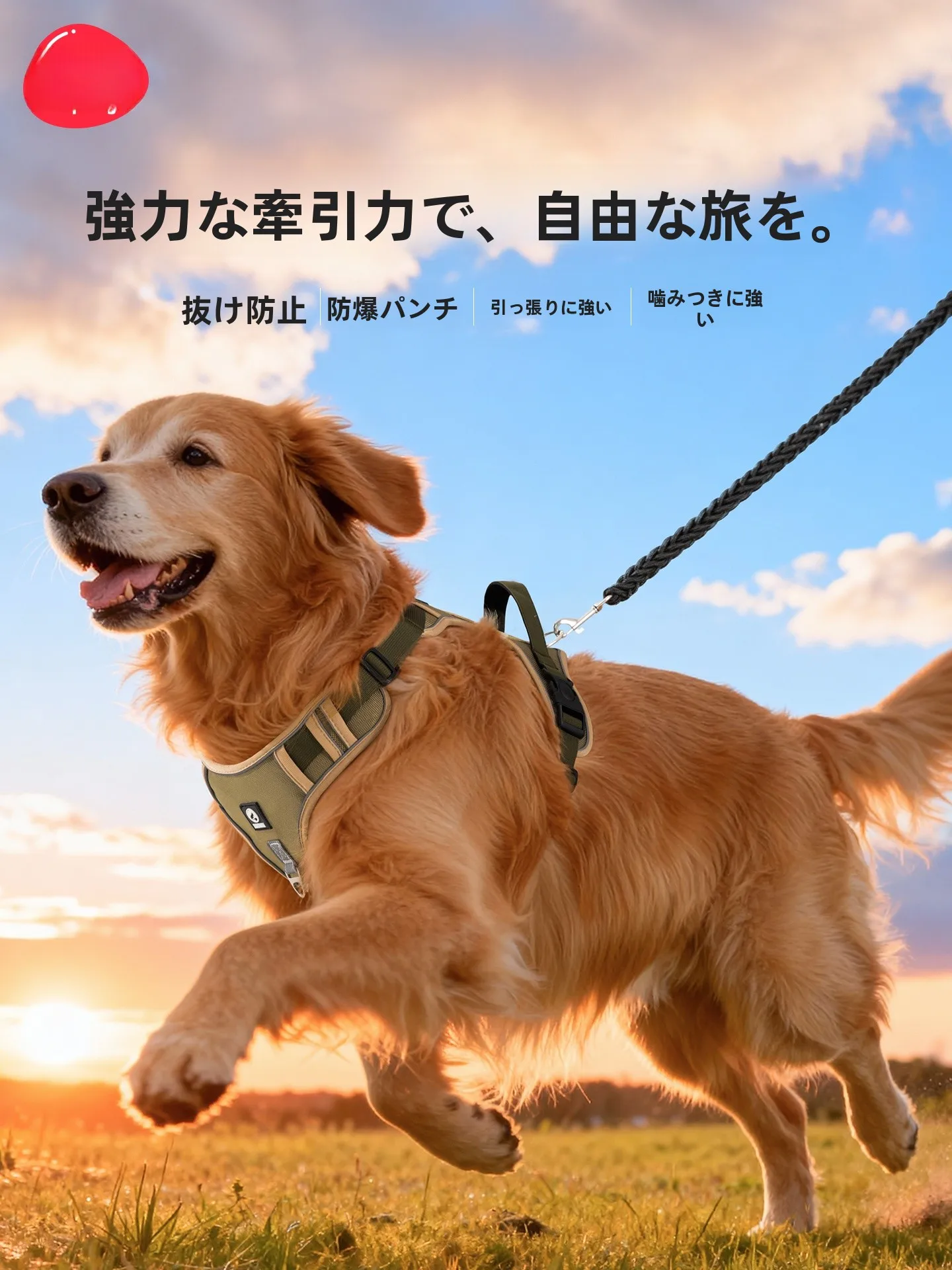 中型犬用ハーネスとリードセット：胸部サポートと耐久性を両立した実用性の評価