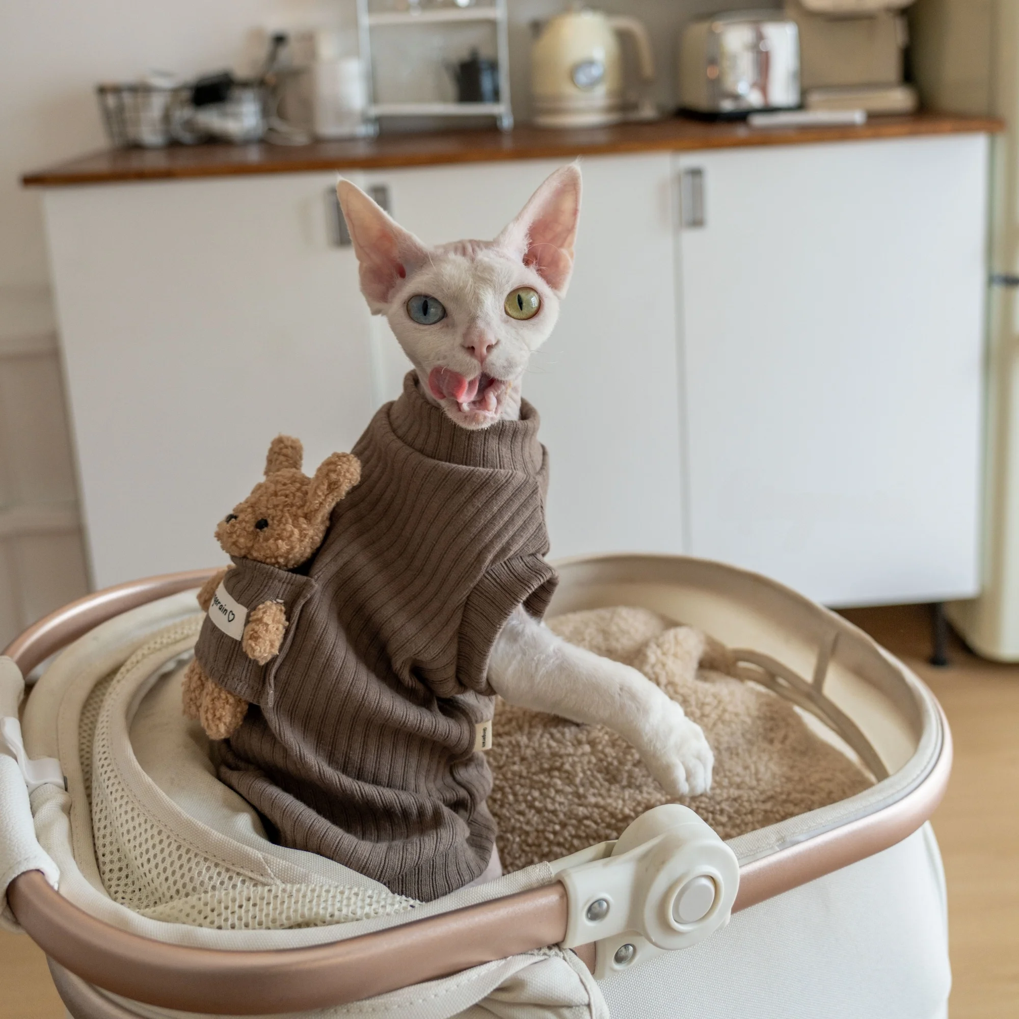 猫飼いが買ってよかったもの・悪かったもの正直に言う｜保温ベストの実測ガイド