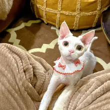 夏用 猫用リボン付きスカーフ【デザイン・可愛い・Yorkshireスタイル】