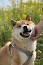 犬用ハーネスリード【調節可能・小型犬用・テディベア・ペット用品】