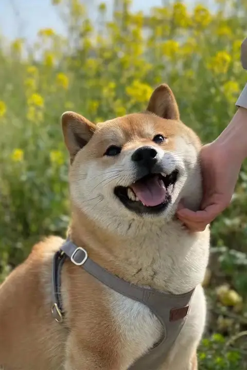 犬用ハーネスリード【調節可能・小型犬用・テディベア・ペット用品】