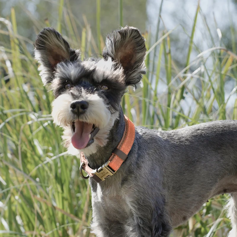 猫飼いが買ってよかったもの・悪かったもの正直に言う - ペット用首輪の機能とサイズ選定