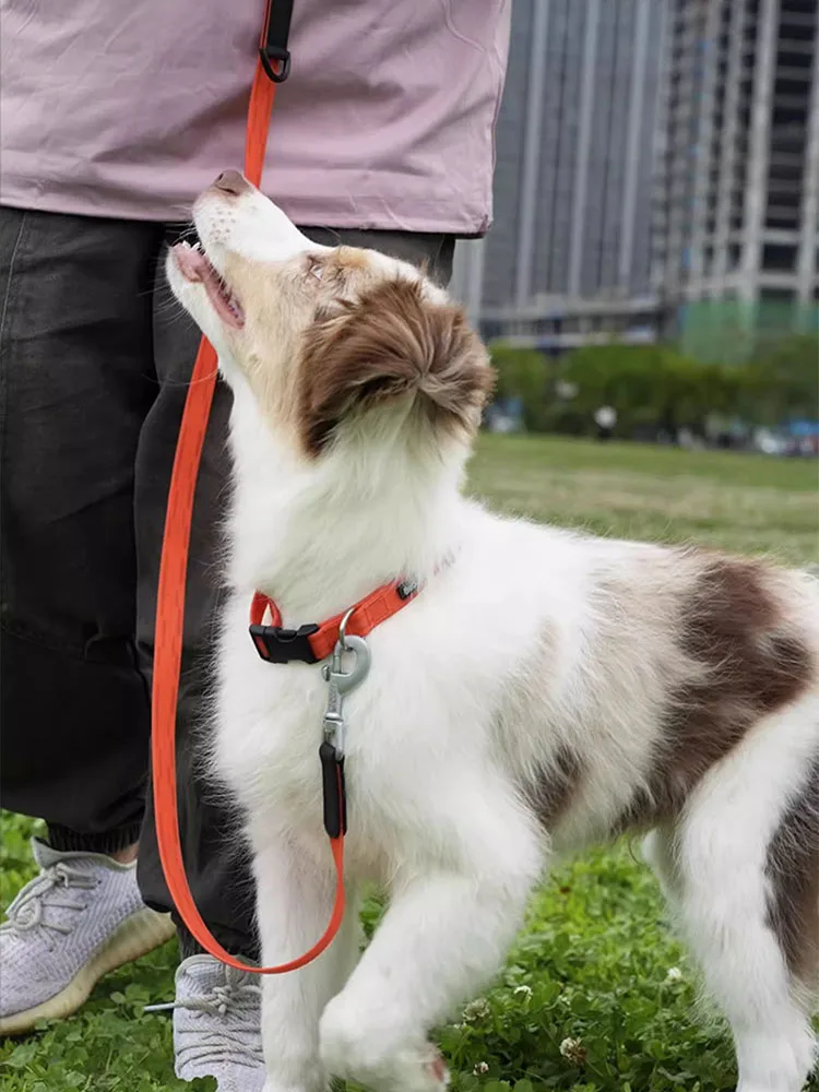犬のお散歩グッズをコスパ良く揃える方法｜防水リードの実測ガイド