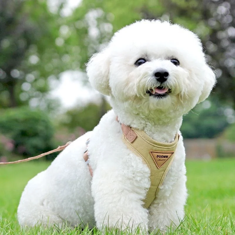 犬のお散歩グッズをコスパ良く揃える方法｜胸囲で選ぶ3つのポイントと実測ガイド