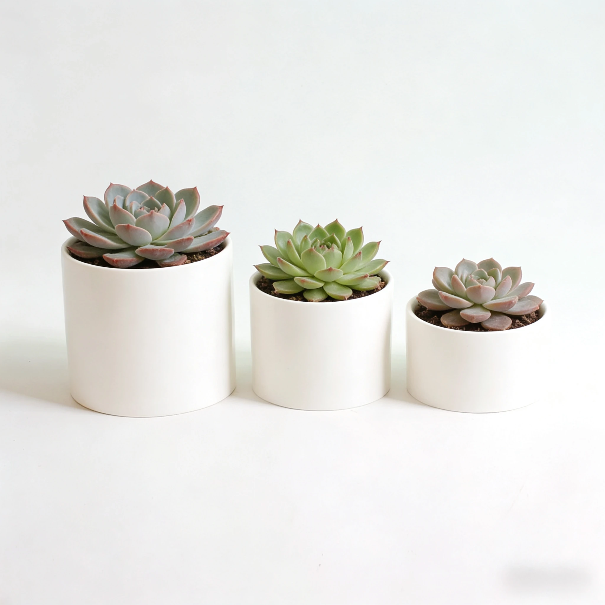 揃えるミニマリスト部屋づくりアイテム：鉢多肉植物のミニチュア陶器