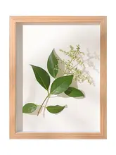 植物標本ディスプレイボックス【立体デザイン・実木製・創造的インテリア】