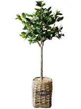 フェイクローズマリー 大型観賞植物 緑の植物 装飾品