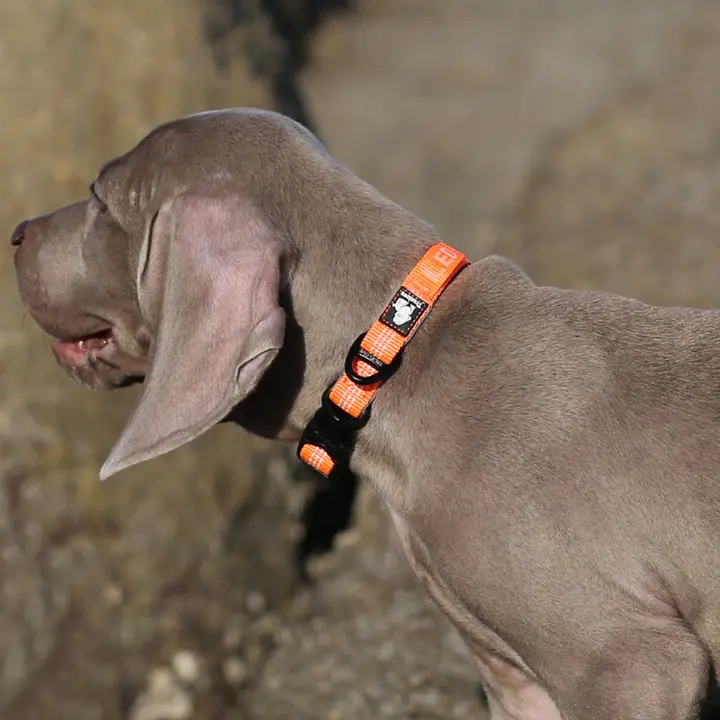 首輪 犬用 首輪 小型犬 中型犬 大型犬 ゴールデンレトリバー ペット用品