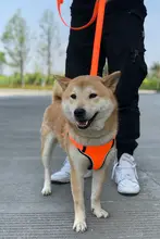 小型犬用 胸部ハーネス付きリード【テディベア・シュナウザー対応】