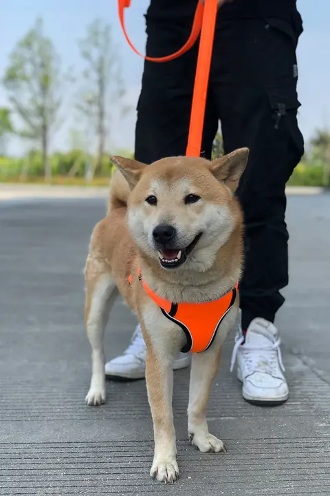 小型犬用 胸部ハーネス付きリード【テディベア・シュナウザー対応】