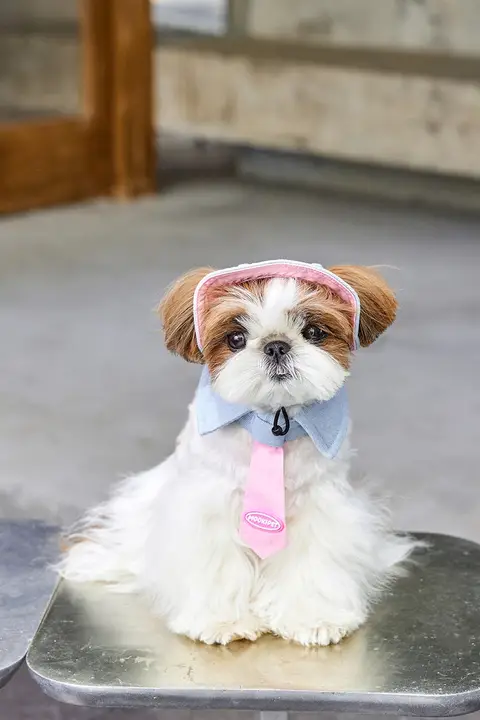 犬用ハット風ネクタイ付きキャップ【小型犬用・秋用・耳出し・ヨークシャーテリア・ビションフリーゼ対応】