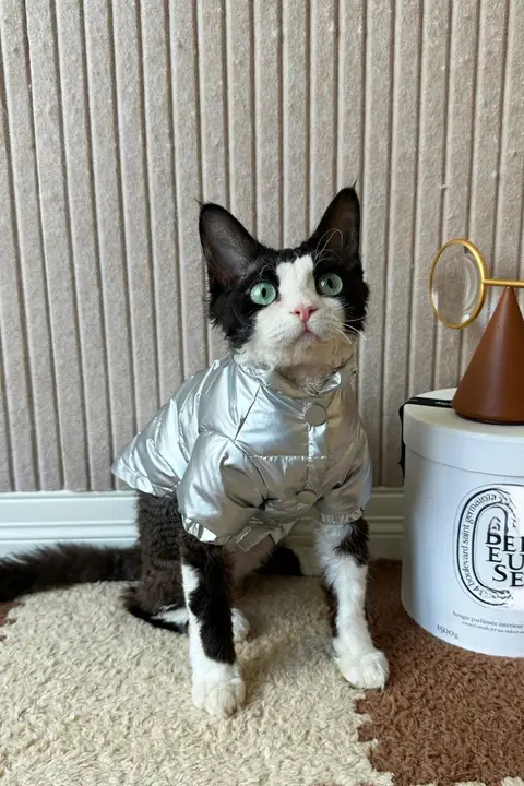 HOiii PET 冬用太空銀中綿ジャケット【厚手・暖かい・デヴォン猫用】