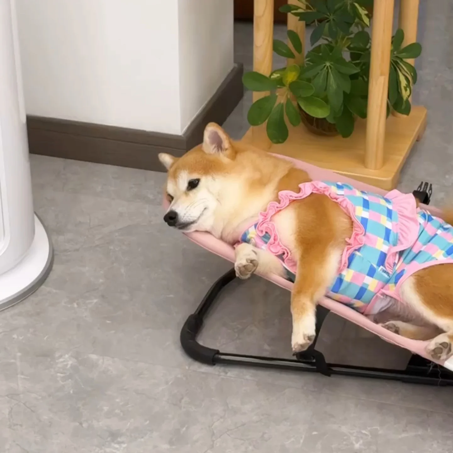 ペット用ロッキングチェア：中小型犬対応の折りたたみ式家具が実用性を提供