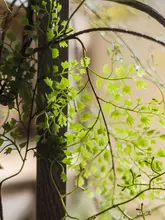 フェイクグリーン 壁面装飾 ツルシダ わらび草 ルームデコレーション