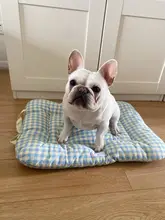 ペット用 通年対応の柔らかい寝具【犬・猫用・持ち運び可能・快適】
