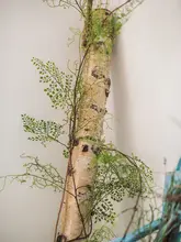 フェイクグリーン 壁面装飾 ツルシダ わらび草 ルームデコレーション