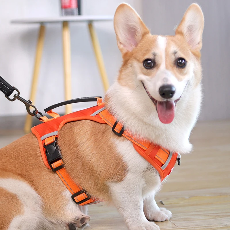 柴犬や小型犬にぴ ったりのハーネスリードは、通気性と快適さが鍵！どう選ぶ？