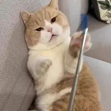 猫のかゆみスクラッチインタラクティブスクラッチ 猫用ティーザー