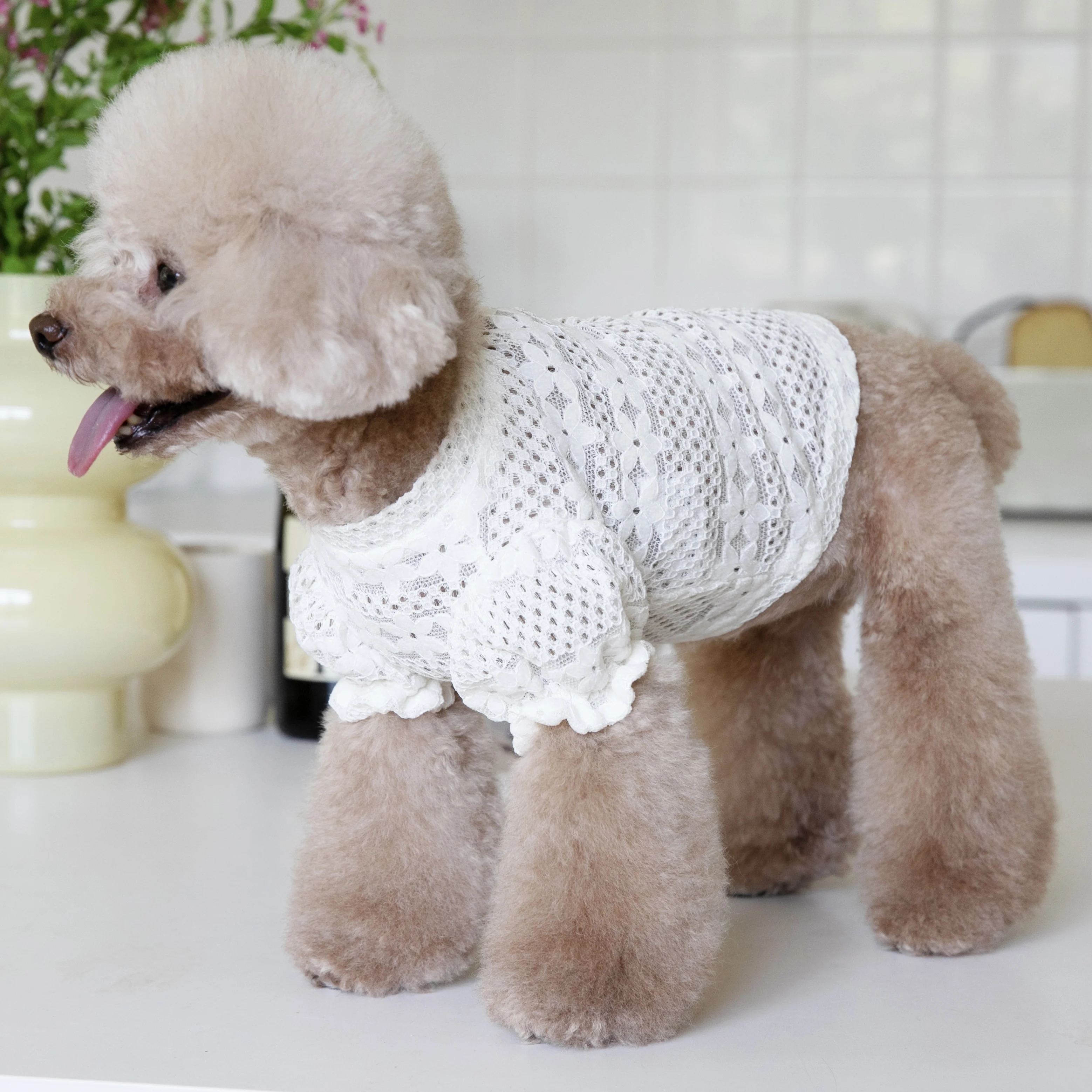 大型犬を飼うなら、どんな服が「飼いやすさ」を支えるの？