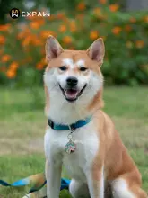 XPAWS Cross 犬用カラー【ナイロン製・軽量・調節可能・中型犬用・頑丈な迷子札取り付け可】