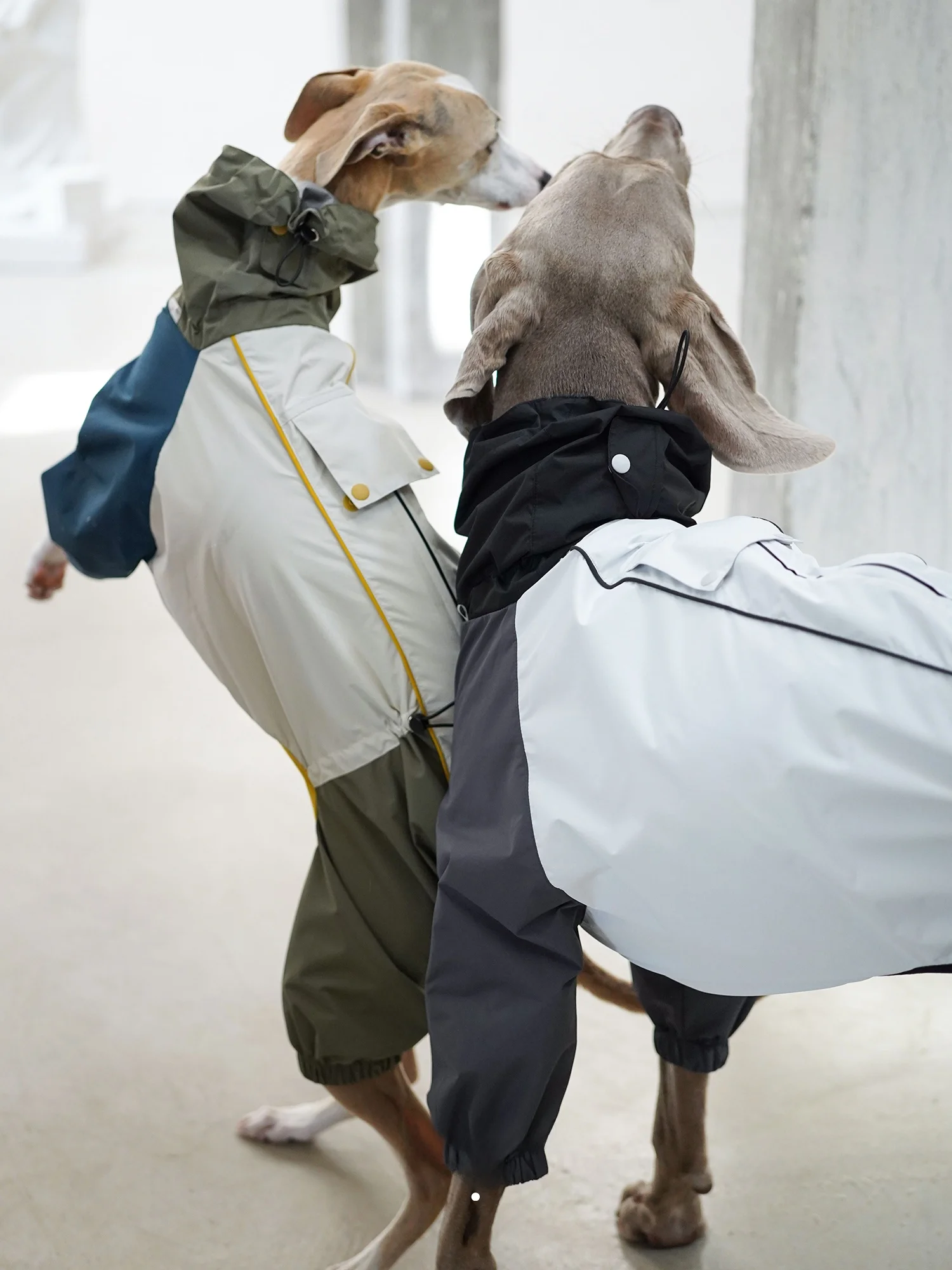犬のお散歩グッズをコスパ良く揃える方法｜実用性と機能性を徹底解説