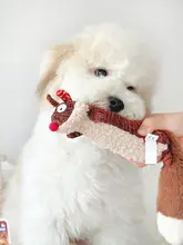 GiGwi ペット用おもちゃ ぬいぐるみタイプの犬用歯磨きおもちゃ【幼犬・小型犬用・音声機能付き】