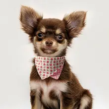 ペット用カラー【ダブルフェイス・口水巾付き・ピンク・犬猫共用】